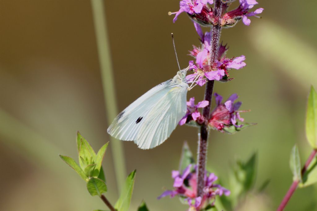 Pieris napi? No, Pieris rapae